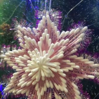 мастер-класс "Снежинка"