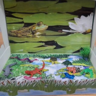 Макет "Земноводные"
