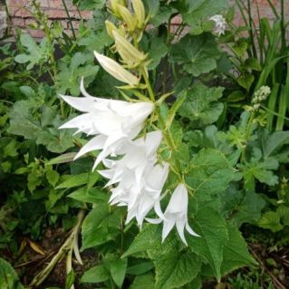 "Нежное очарование"