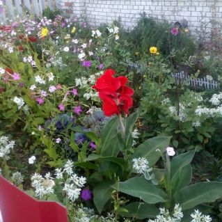 ЦВЕТОК -ЭТО УЛЫБКА СОЛНЦА