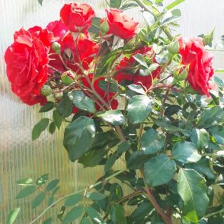 "Красавица огорода!"