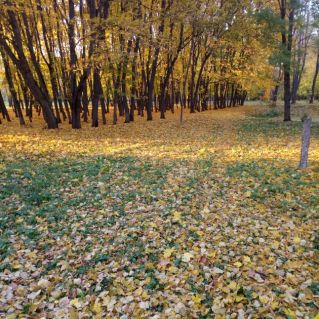 "Осеннее разноцветье"