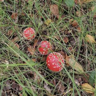 Братцы мухоморы