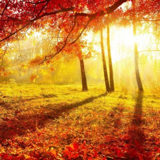 Палитра осени