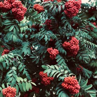 Гроздья рябины