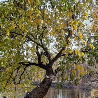 Осенний сбор
