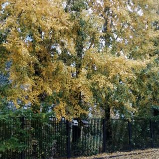 «Золотая осень»