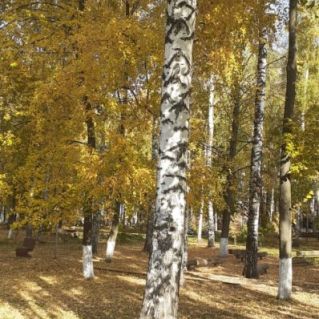 Осенняя берёзка