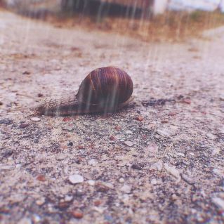 Авторская фотография " Прогулка под дождем"