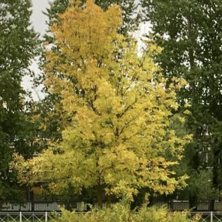 Золотая осень