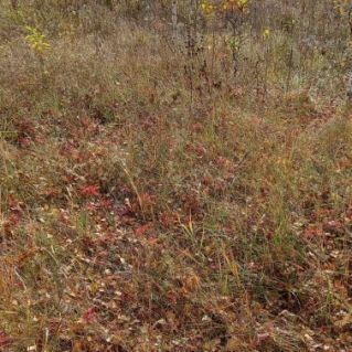 Осенние листья