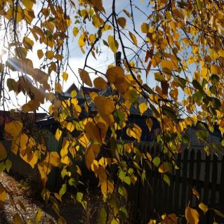 "Золотая осень"