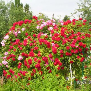 Роскошь роз