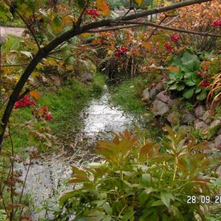 Калина красная