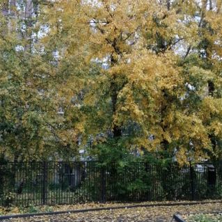 Золотая осень