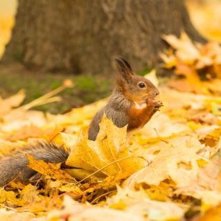 Белочка в осеннем лесу