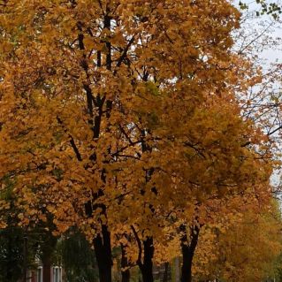 Дождливая осень