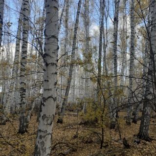 "Осенняя пора"