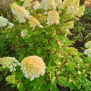 Королева сада гортензия