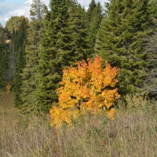 Одинокая осень