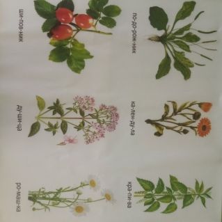 Лечебные травы