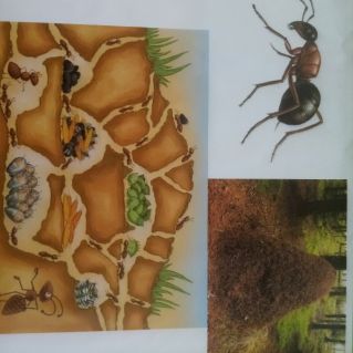 Жилище муравья