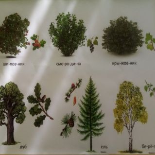 Сравнение дерева с кустарником