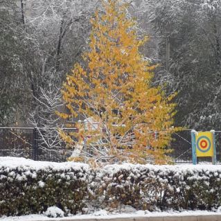 "Одинокая береза"