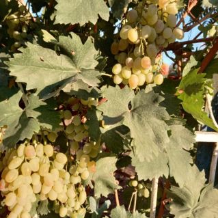 "Солнечная ягода"