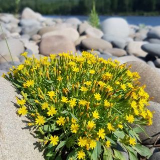 Красота Дальневосточная