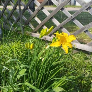 Лето - пора цветов