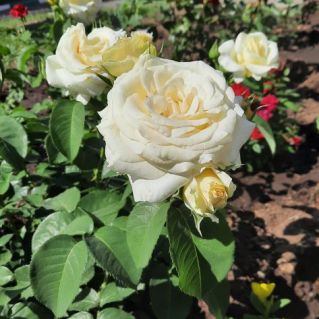 " Королева цветов"