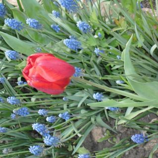 Свой среди чужих