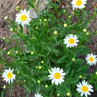 Ромашковое лето