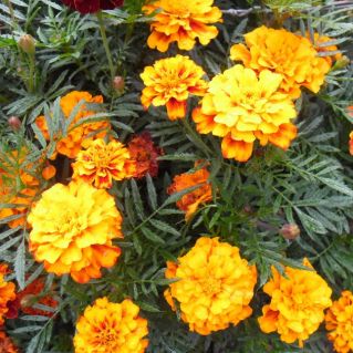 Обыкновенное чудо