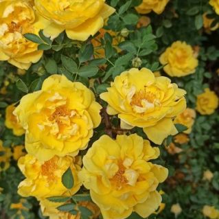 Яркие краски