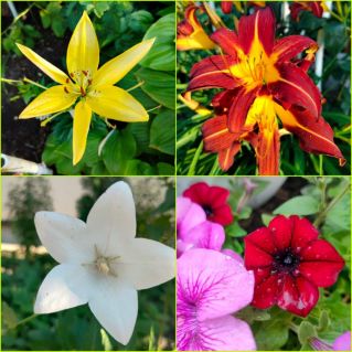 "Природная палитра"