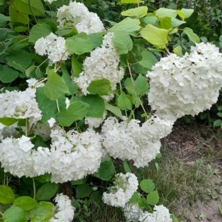 " Воплощение нежности"