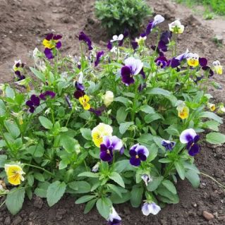 "Ах, эти глазки!"