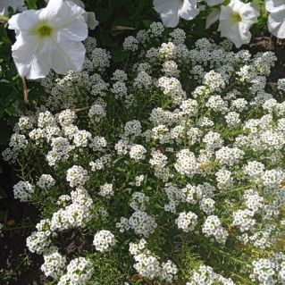 Волшебство лета