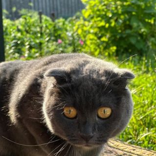 Домашняя кошка впервые знакомится с чудесной природой России.