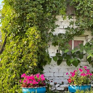 Природа берет свое.