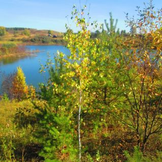 Осень разноцветная