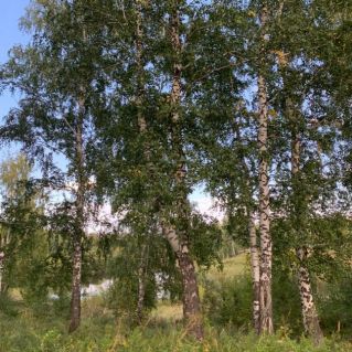 Природа сентября