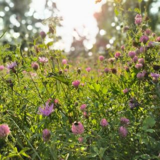 "Начало осени"