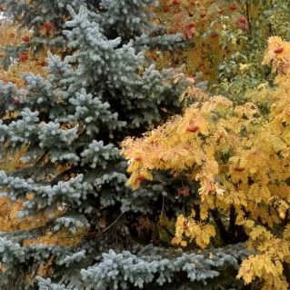 Очей очарованье