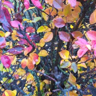 "Волшебные краски осени!"