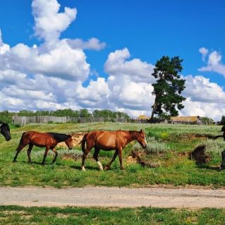 Деревня моя, деревянная дальняя...