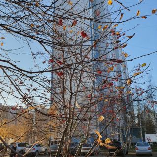 Последние листья