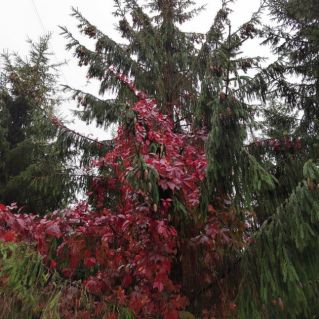 Осенняя дружба